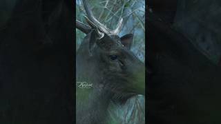 "Sambar Deer : Guardians of the Canopy"#sambardeer #wildlife #nature #alarmcall #deer #westernghats
