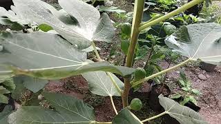 Kebun Tin Batang