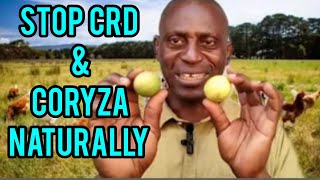 "Natural Solutions for CRD, Coryza & Respiratory Issues in Poultry | Affordable Remedies!" screenshot 2