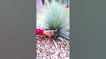 The process of pruning plants = Good tools can improve efficiency.