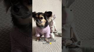 Життя очима Льолі #крихіткальоля #песик #чіхуахуа #пригодиЛьолі #chiwawa #chihuahua #love