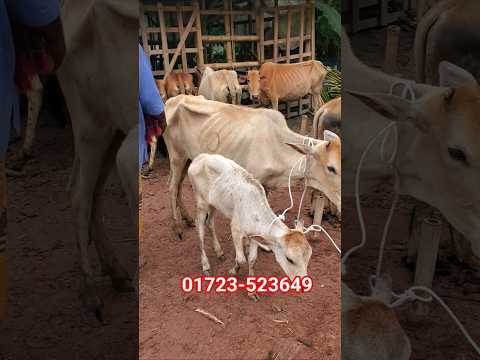 দেশি গাভীসহ বাছুর গরুর দা'ম জানুন