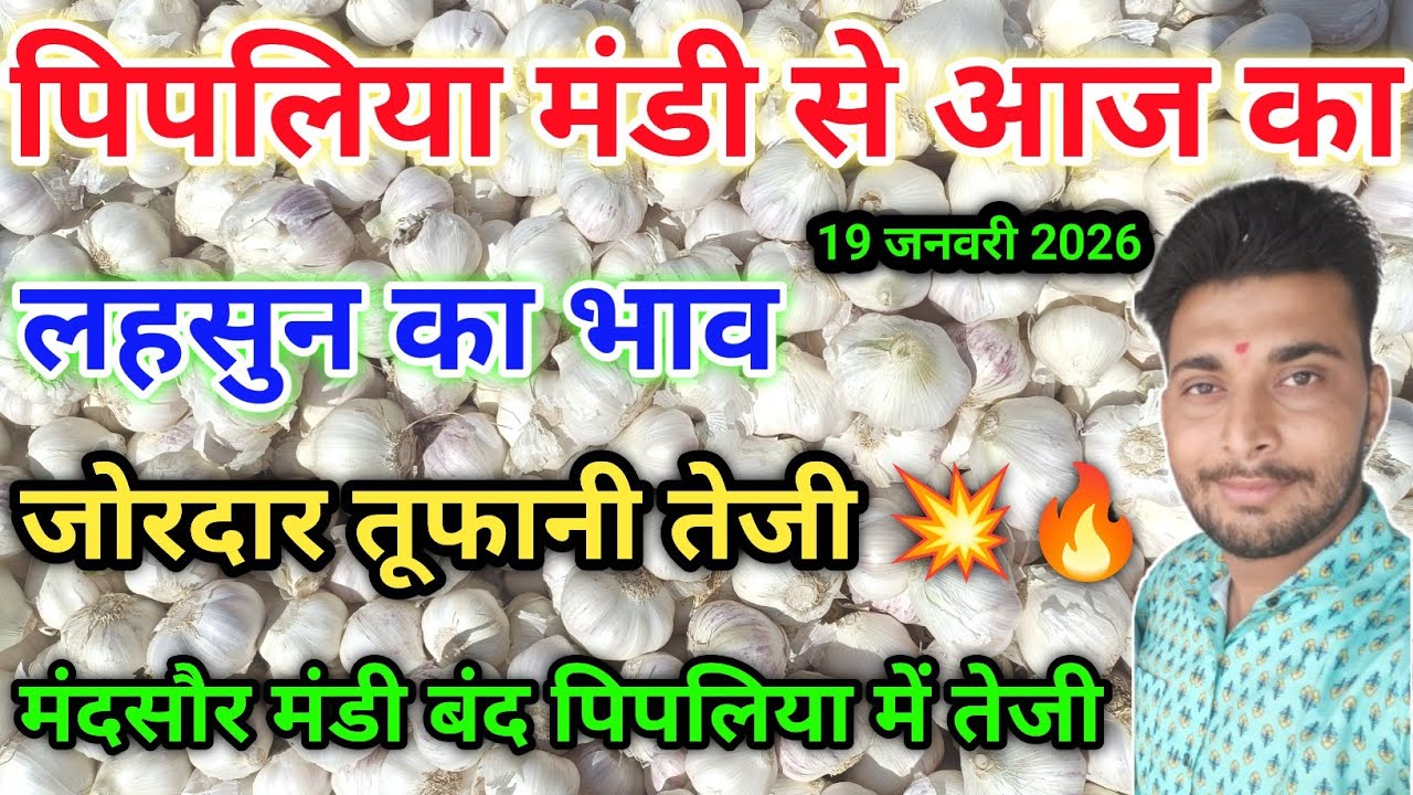 लहसुन भाव आज का पिपलिया मण्डी today garlic rate pipliya mandi January 19, 2026