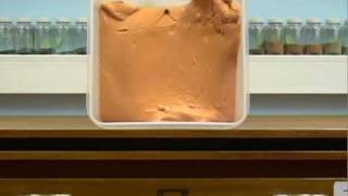 silly putty