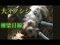 大イノシシの生け捕りを棟梁目線で！