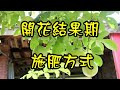 百香果種植2~開花結果期的施肥方式