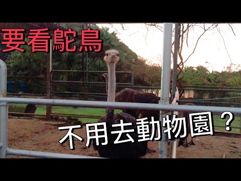 2021美食 親子景點可以看到鴕鳥+小動物? Mr.J帶你們到 台灣山豬城! Mr.J takes you to Family Friendly Hotspot in New Taipei C