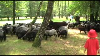 Albertvdw Catharinakring Fintel Eurostrand