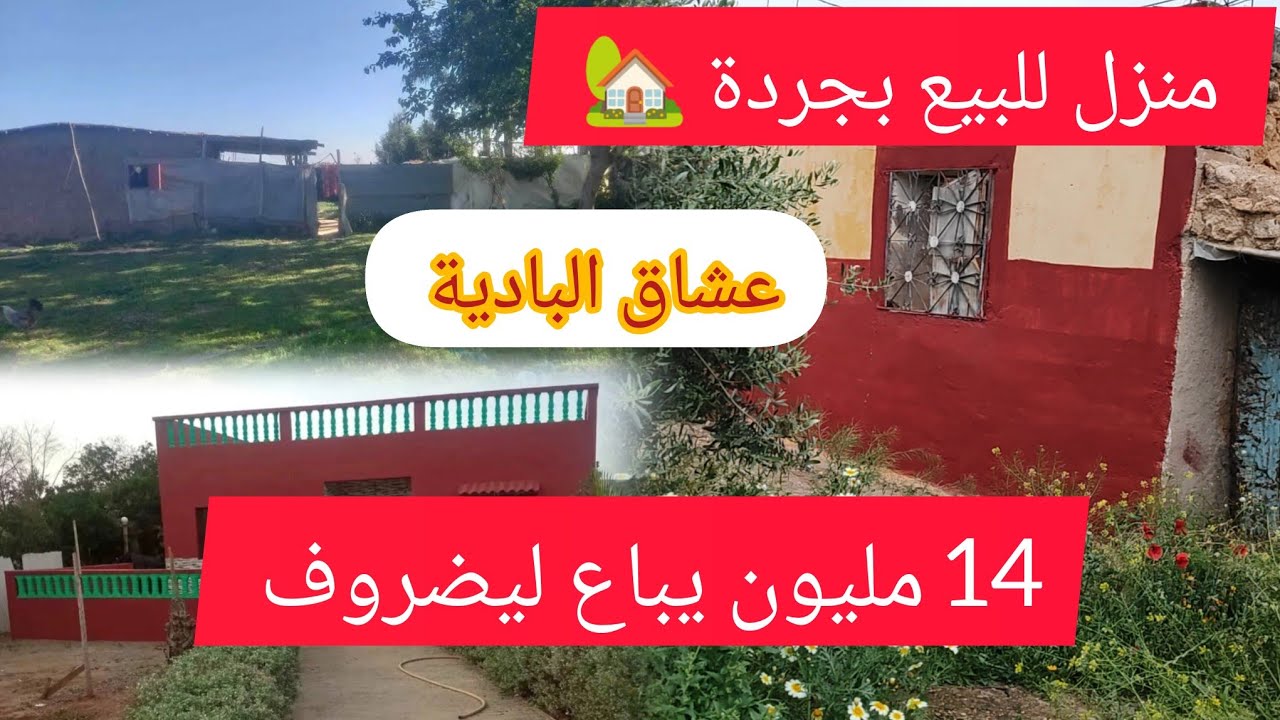 اوا حتا هدي مشي هوة 🚨 كان ب 20 دابة رجع 14 مليون سنتيم 1300 متر فيه منزل وكوارة ديال دجاج 8زيتونات