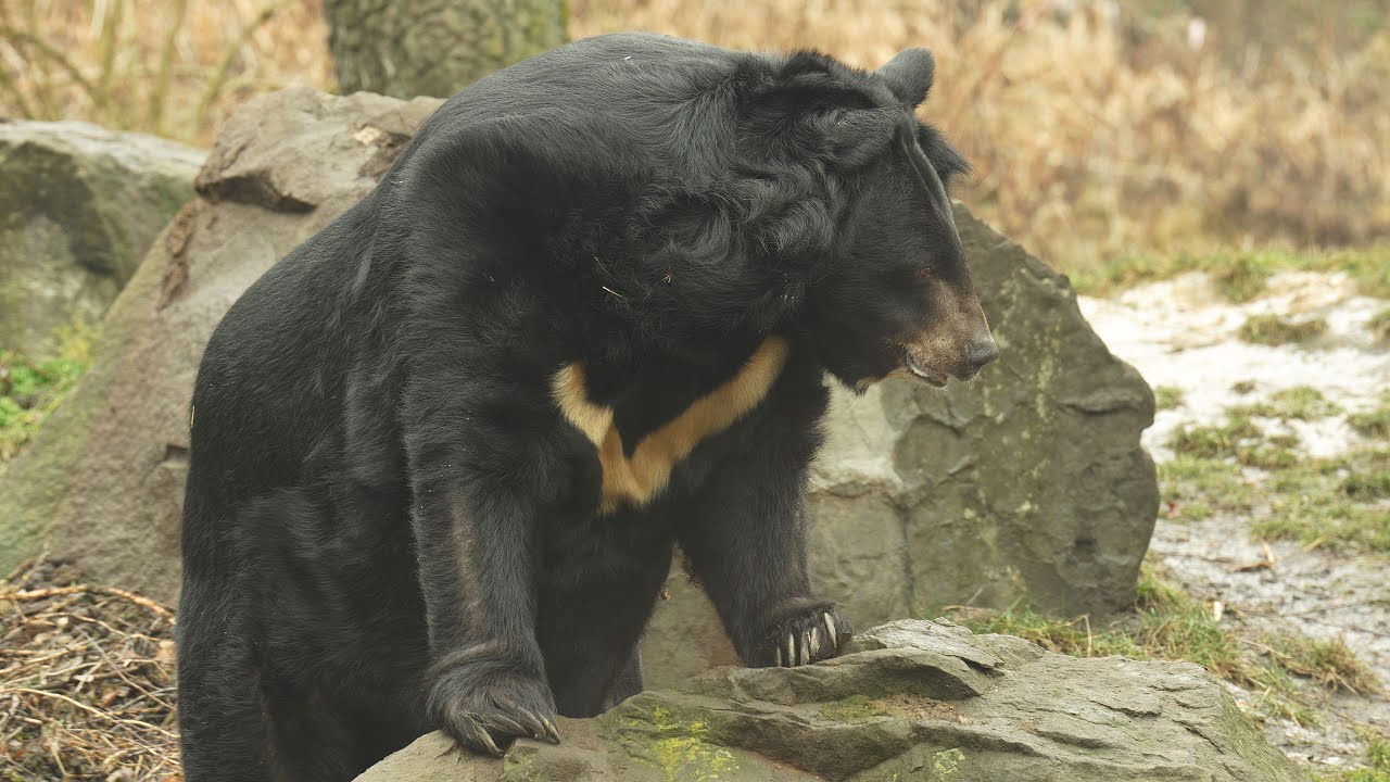 V Zoo Ostrava proběhlo seznamování medvědů ušatých