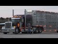 Compilation I love Cattle trucks videos