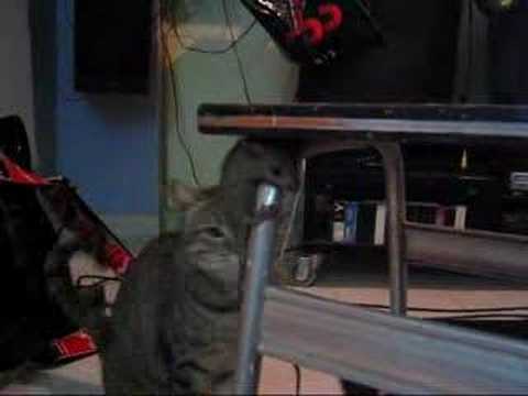 camera iphone 8 plus apk my cat cought a mouse