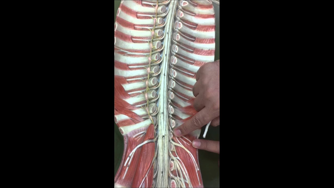 Open spinal cord pl