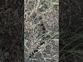 Ground conditions at Shalimar visible cracking and void formation, now inside 4ft from a power pole