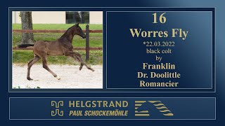 16 - Worres Fly by Franklin/Dr. Doolittle - Helgstrand-Schockemöhle Auction on June 4th 2022