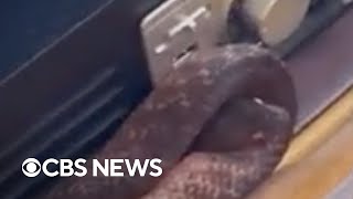 Celebrity Australian woman finds snake hiding in cabinet Net Worth
