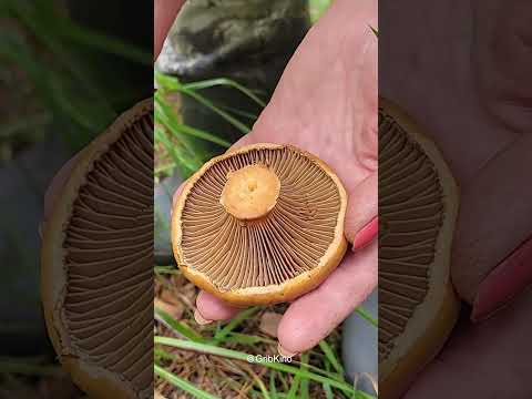 Video: Purple cobweb - a mushroom with an exotic color