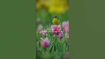 سورة الفلق كاملة | ماهر المعيقلي | تلاوة خاشعة تريح القلب