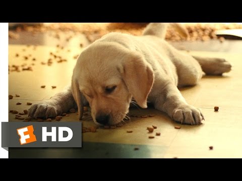 Marley & Me (2/5) Movie CLIP - How Marley Got His Name (2008) HD