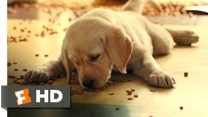 Marley & Me (1/5) Movie CLIP - Clearance Puppy (2008) HD - YouTube