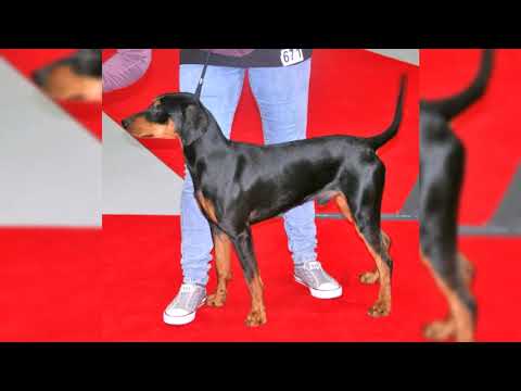 Pinscher. Pro e