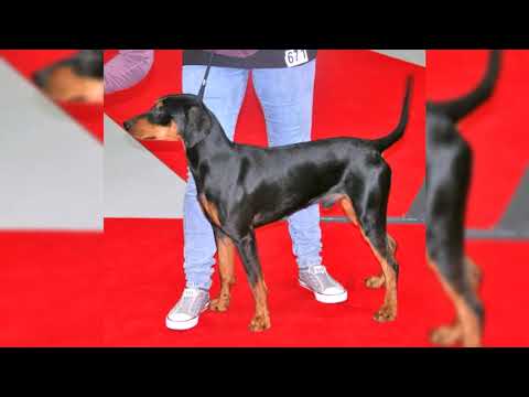 Video: Pinscher tedesco