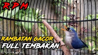 RAMBATAN GACOR FULL TEMBAKAN