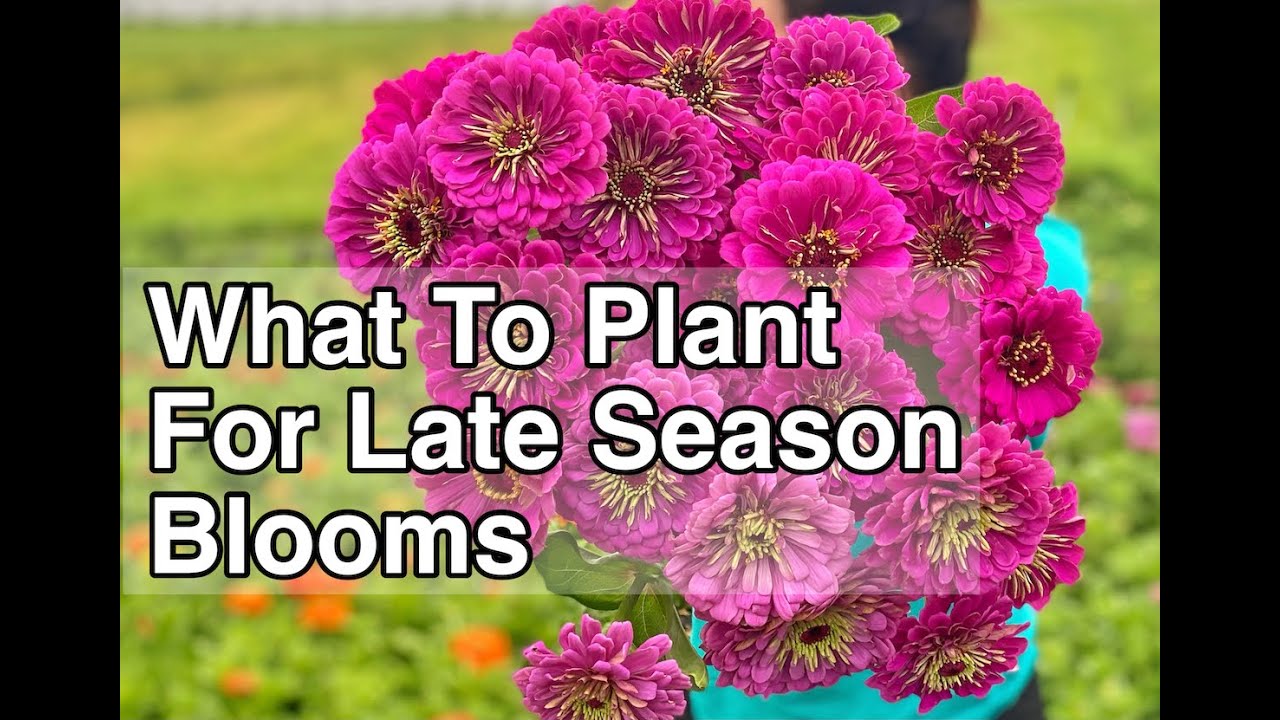 Planting Flowers in July for a Fall Harvest PepperHarrow YouTube