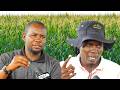 VIJANA WAGEUKIA KILIMO WALIMA EKARI 300 MAWINGA WAJE TUUNGANE 