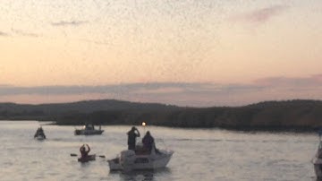 Tree swallows flocking to Connecticut River island