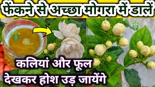 मोगरा पर आयेंगे इतने फूल, देखकर होश उड़ जायेंगे.Mogra plant care.MOGRA FLOWER PLANT.Jasmine plant.