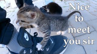 Mama the cat let out one meow to let her kittens out to recognize the master of food.