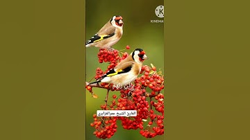 تلاوةعطرة القارئ الشيخ عمر القزابري
