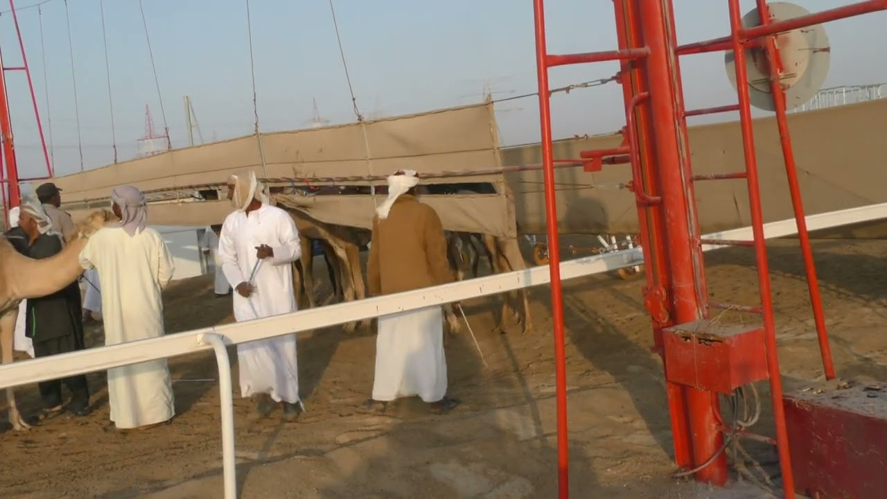 الشوط. 7(الشاهنيه)للسيد: محمد علي ظبيب العامري توقيت 02:12