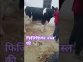 #cow #cowfunnysong