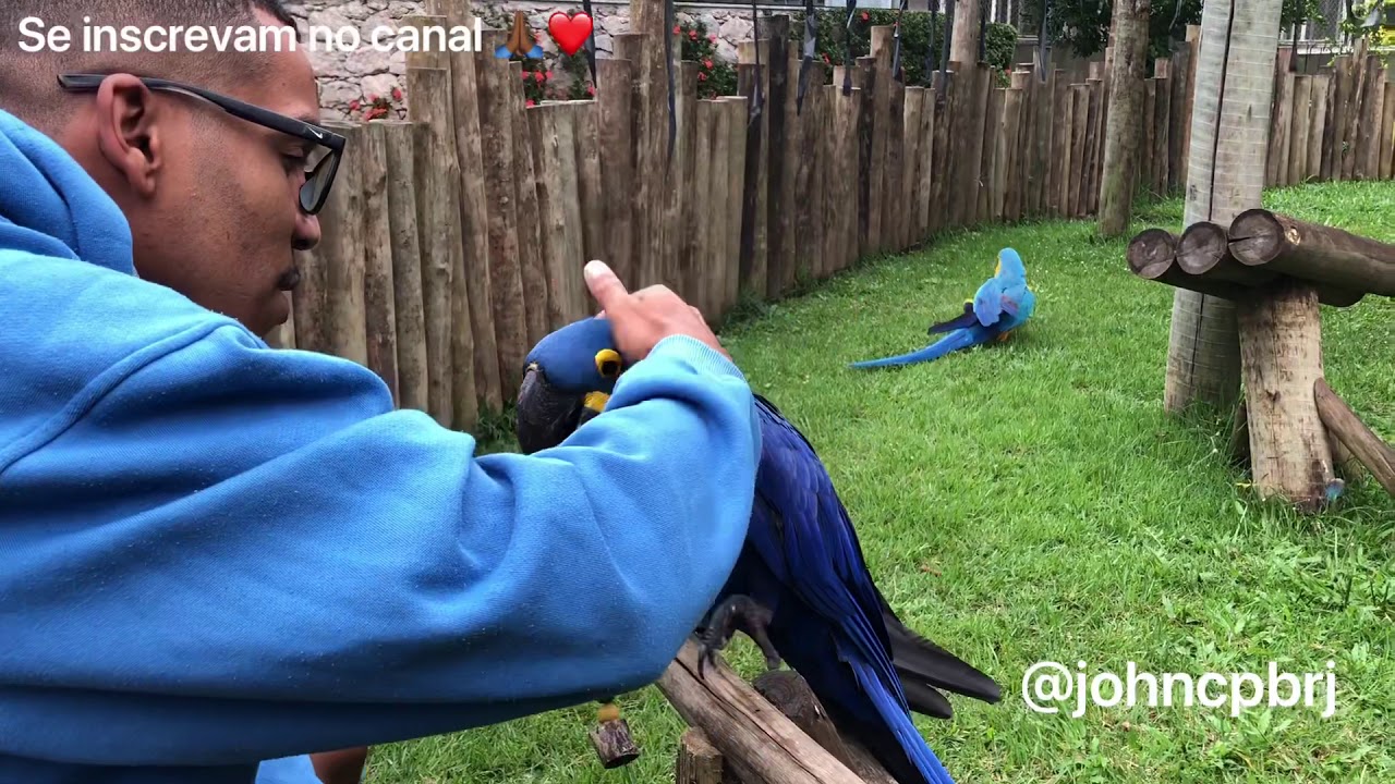 QUARENTENA- CRIADOURO PEDRA BRANCA! AVES PETS / PAPAGAIO/ARARA-CANINDÉ/ARARA-AZUL/