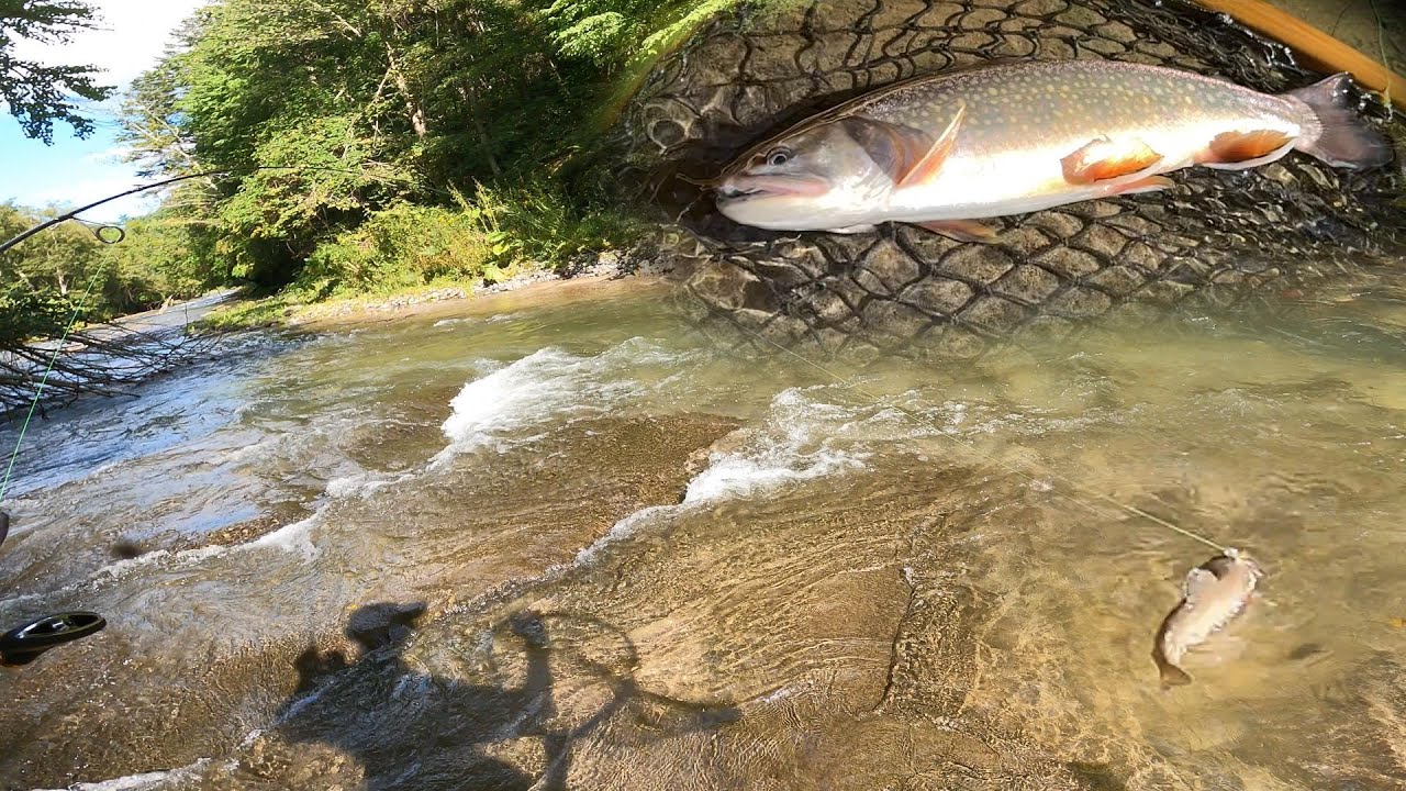 【北海道渓流釣り】カワマスサイズアップを狙って