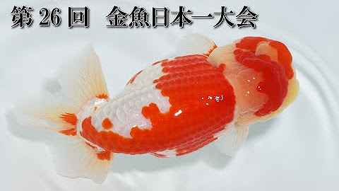 Kamihatainfo Youtube