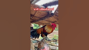 #ไก่ป่าลูกผสม #ขอบคุณมากครับ #วิถีชีวิตคนบ้านนอก #chicken