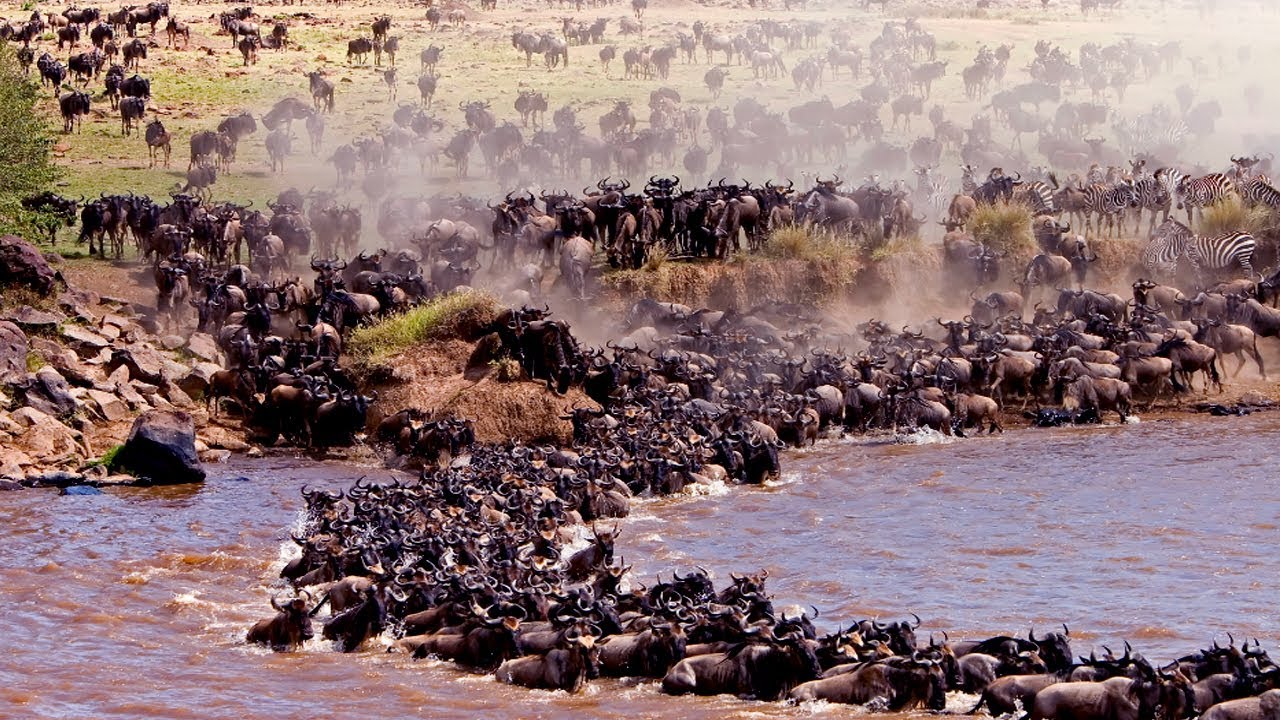 Top 5 Best Wildlife Reserves in The World 201718 [HD 720p] Top List