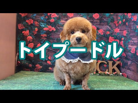 トイプードルのトリミング 羊カット Youtube