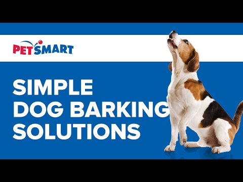 neighbors barking solutions solutions for that barking funnydog tv neighbors barking solutions solutions for that barking funnydog tv