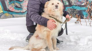 Сначала будете плакать Потом улыбаться Спасение бездомной собаки Снежка после нападения алабая