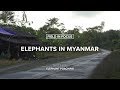 view FIELD IN FOCUS | Elephants in Myanmar: Elephant Poaching digital asset number 1