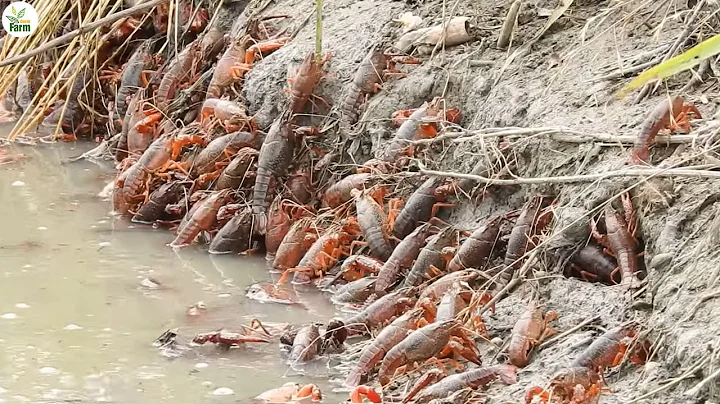 How Farmer Deal With Millions of Invasive Red Crayfish? American Farm - DayDayNews