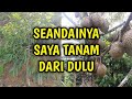 Lengkap  panduan menanam durian dari a sampai z  kebun agropark