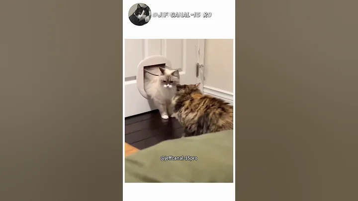 Video 8506161: pets cat funnycats funnycatvideos, cat funnycats pets meows, cats animal meow funnycatvideos, cat pets meow funny