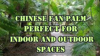 THE ORNAMENTAL BEAUTY OF THE CHINESE FAN PALM REVEALED