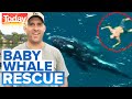 Aussie bloke saves baby whale stuck in shark net | Today Show Australia