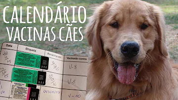 O que fazer se perder a carteira de vacinação do cachorro?